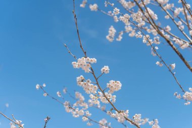 Aydınlık bir bahar gününde kiraz çiçekleri açar