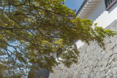 Baharda yeşil ağaçlar