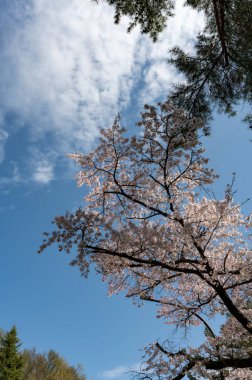 Nisan 'da kiraz çiçeği ağacı