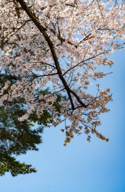 Nisan 'da kiraz çiçeği ağacı