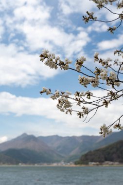 Gölün etrafındaki kiraz ağaçları