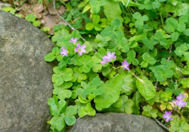Kayaların arasında mor kır çiçekleri