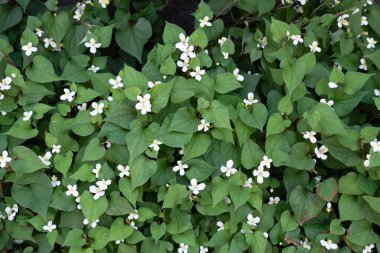 yeşil yapraklar ve çalı çiçekleri