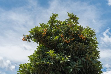 bir bahçede portakal ağacı