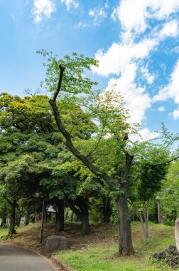 Yazın parkın manzarası.