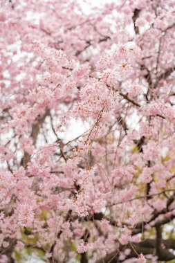 Bir bahar günü bahçede çiçek açan kiraz çiçekleri.