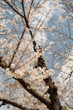 Bir bahar günü mavi gökyüzünün altında kiraz çiçekleri açar.