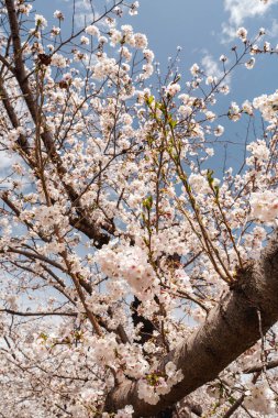 Bir bahar günü mavi gökyüzünün altında kiraz çiçekleri açar.