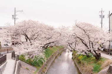 Bahar günü sessizce akan nehir kıyısında çiçek açan kiraz çiçekleri.
