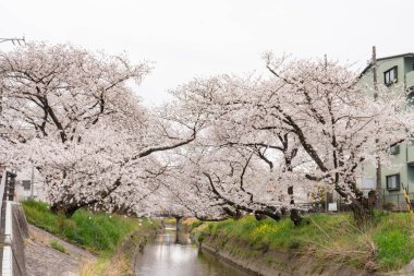 Bahar günü sessizce akan nehir kıyısında çiçek açan kiraz çiçekleri.