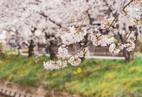 Bahar günü sessizce akan nehir kıyısında çiçek açan kiraz çiçekleri.