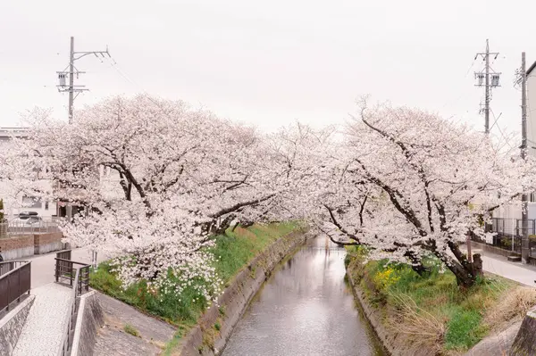 Bahar günü sessizce akan nehir kıyısında çiçek açan kiraz çiçekleri.
