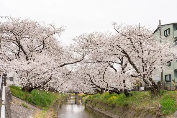 Bahar günü sessizce akan nehir kıyısında çiçek açan kiraz çiçekleri.