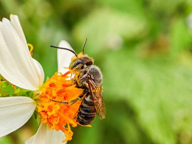 A bee collects nectar from a vibrant flower, showcasing the beauty of nature and pollination. clipart