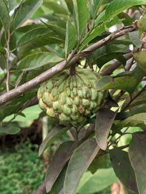 Annona squamosa, Annonaceae familyasından küçük ve iyi dallanmış bir ağaçtır ve elma şekeri ya da şekerleme olarak adlandırılan yenilebilir meyveler verir..