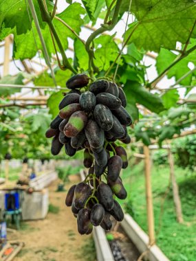 Üzümler hala üzüm bağında olgunlaşmayı bekliyor..