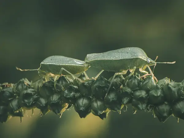 Echinochloa esculenta 'da yeşil böcek çiftleşiyor..
