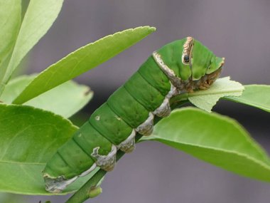 Green caterpillar rests on green leaves, showcasing intricate details and its natural habitat. clipart