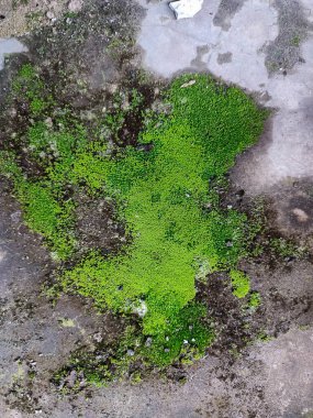 This photo captures vibrant green moss growing on a damp concrete surface, showcasing natural patterns and textures in a minimalist outdoor setting. clipart