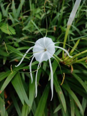 Delicate white flower White Spider Lily with long, slender petals, set against lush green foliage. Ideal for tropical gardens and floral arrangements. clipart