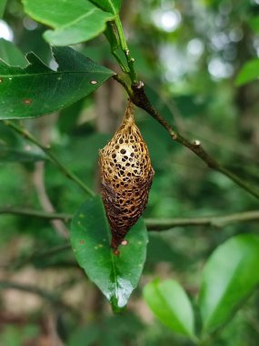 An intricately designed cocoon hangs from a branch, showcasing delicate patterns and a golden hue amidst lush green foliage. clipart