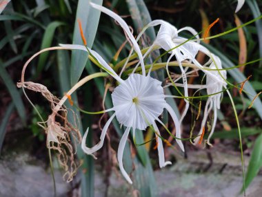 Bitkisel fotoğrafçılık veya çiçek tasarımı ilhamı için ideal, uzun yapraklar ve canlı yeşil çevreler gösteren karmaşık bir beyaz çiçek..