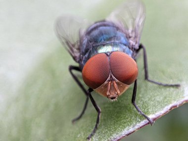 A detailed close-up of a colorful fly perched on a green leaf, showing off its intricate features. clipart