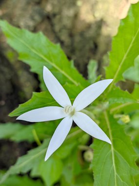 Delicate White Kitolod Flowers Amidst Lush Green Leaves clipart