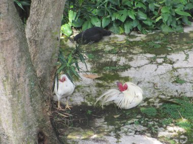 Cemani tavuğu ve beyaz tavuklar yemyeşil bir bahçedeki bir ağacın yanında dinleniyorlar, doğal ortamda vahşi yaşam etkileşimi sergiliyorlar..