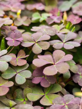 Renkli yonca yapraklarının yakın plan görüntüsü belirgin mor renkler sergiliyor, dekoratif amaçlar veya doğadan esinlenilmiş tasarımlar için mükemmel..