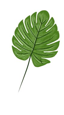 tropikal yeşil ağaç yaprağı izole