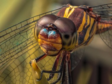 Şeffaf kanatları ve bileşik gözleri olan bir yusufçuk hakkında detaylı çalışma