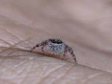 Küçük zıplayan örümcek, insan derisini büyütülmüş, büyüleyici makro fotoğrafçılıkla keşfeder.