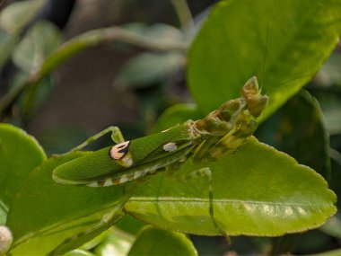 Yeşil Orkide Mantid doğadaki canlı bir yaprağın üzerinde huzur içinde yatıyor..