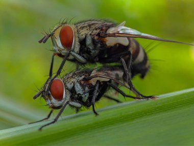 İki sineğin canlı yeşil bir yaprağın üzerinde yan yana dinlenmesi yaz güneşinin tadını çıkarıyor.