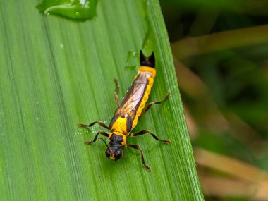 Sawfly canlı yeşil bir yaprağın üzerinde zarif bir şekilde dinleniyor, doğal güzelliğini sergiliyor..
