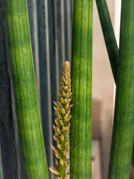 Vurucu Yılan Bitkisi Sarı Çiçekle Yeşil Yapraklara Karşı
