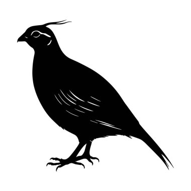 Beyaz arkaplan vektör illüstrasyonlu bıldırcın kuşu silueti siyah biçimi.
