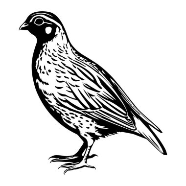 Beyaz arkaplan vektör illüstrasyonlu bıldırcın kuşu silueti siyah biçimi.