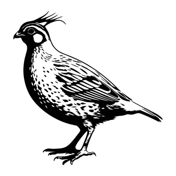 Beyaz arkaplan vektör illüstrasyonlu bıldırcın kuşu silueti siyah biçimi.