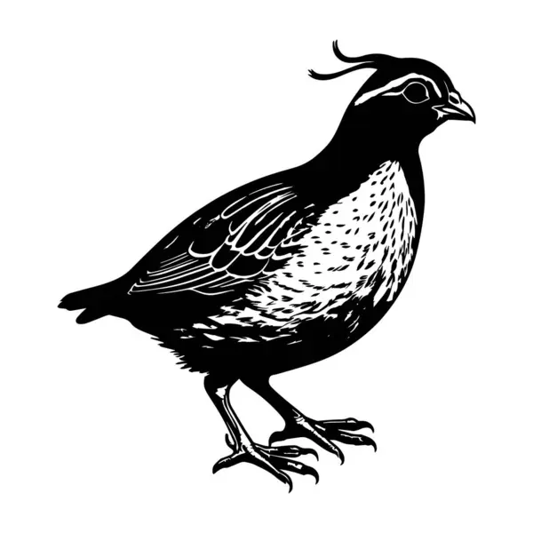 Beyaz arkaplan vektör illüstrasyonlu bıldırcın kuşu silueti siyah biçimi.