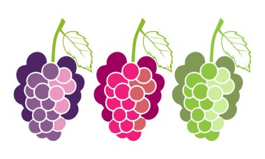 Yapraklı bir demet üzüm ve renkli vektör çizimi.
