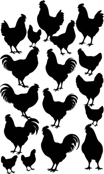 Tavuk siyah izole edilmiş beyaz arka plan horozları siluet vektörü ayarlandı