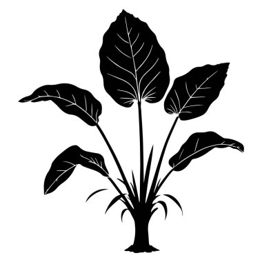 Bir Taro yaprağının silueti siyah vektör sanat çizimi.