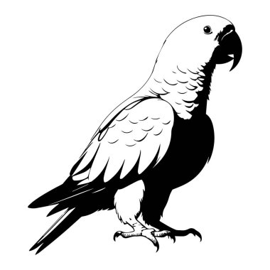 Beyaz arkaplan vektöründe şirin bir papağan kuşu siyah silueti.