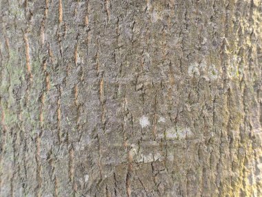 Ağaç kabuğu dokusunun detaylı yakın plan görüntüsü