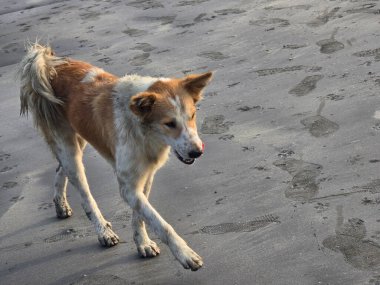 Gün batımında sahilde köpek, sahilde günbatımının tadını çıkaran köpek, sahilde köpek.