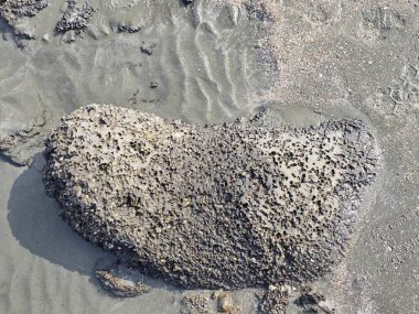 Kumlu bir sahilde desenli bir tortul kaya oluşumu..