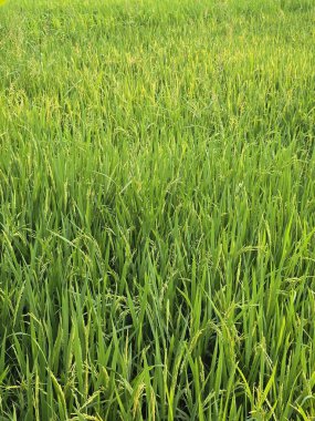 Güneş ışığı altında yemyeşil çeltik tarlaları, tarımsal güzellikleri gözler önüne seren açık mavi gökyüzünün altında geniş yeşil pirinç tarlaları, güneş altında yemyeşil çeltik tarlaları, tarımsal güzellikleri gözler önüne seren