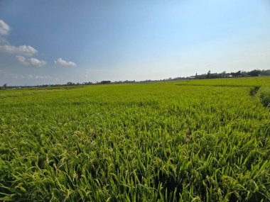 Güneş ışığı altında yemyeşil çeltik tarlaları, tarımsal güzellikleri gözler önüne seren açık mavi gökyüzünün altında geniş yeşil pirinç tarlaları, güneş altında yemyeşil çeltik tarlaları, tarımsal güzellikleri gözler önüne seren